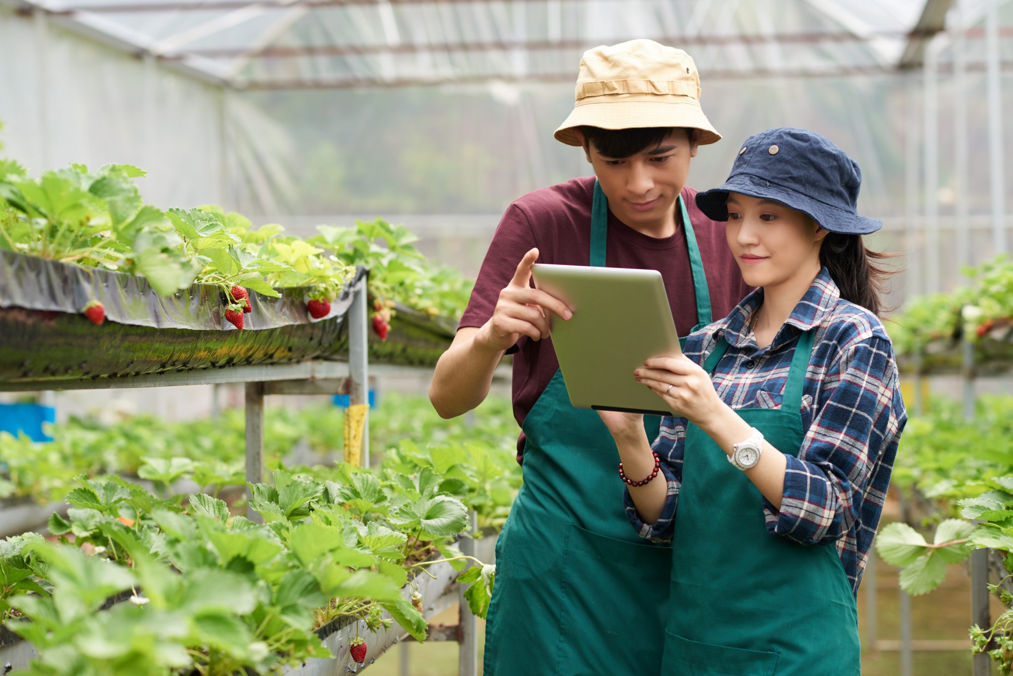 medium-shot-two-farm-coworkers-facing-camera-standing-greenhouse-looking-screen-tablet-pc (1)